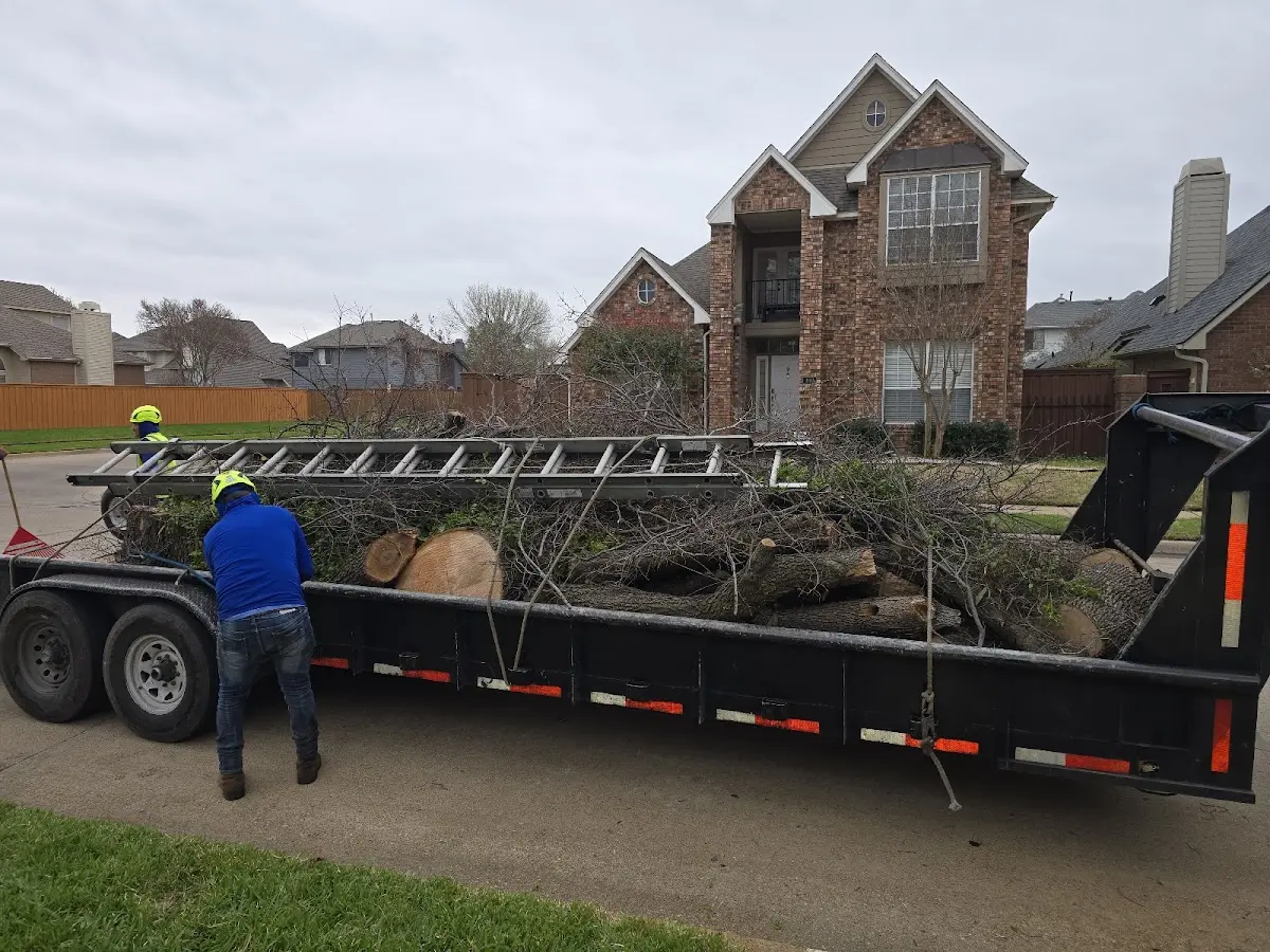 Expert Tree Pest Control with proper safety equipment in Webster
